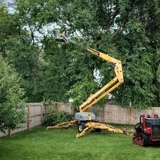 Professional Tree Services in College Park, GA