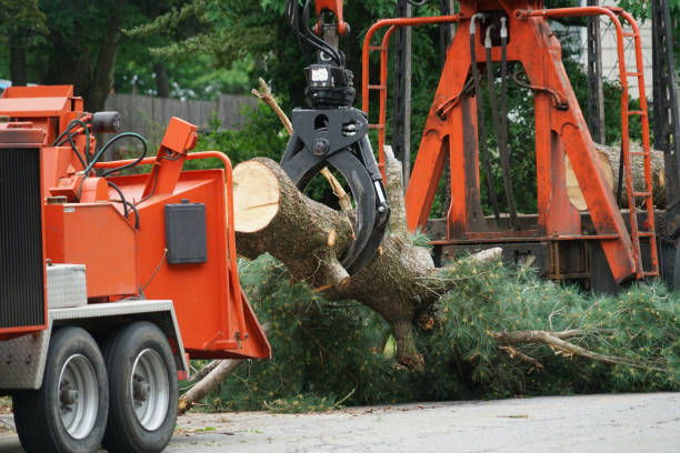 How Our Tree Care Process Works  in  College Park, GA